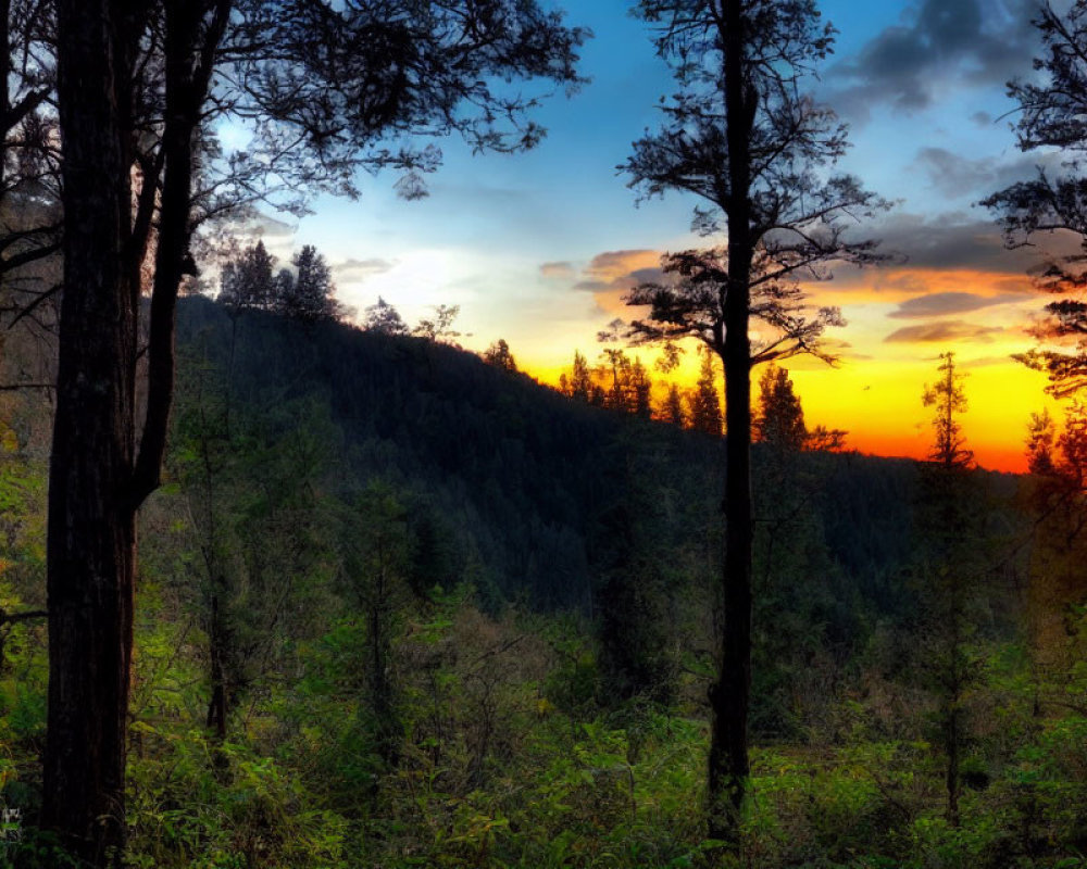 Scenic forest sunset with silhouetted trees and orange sky.