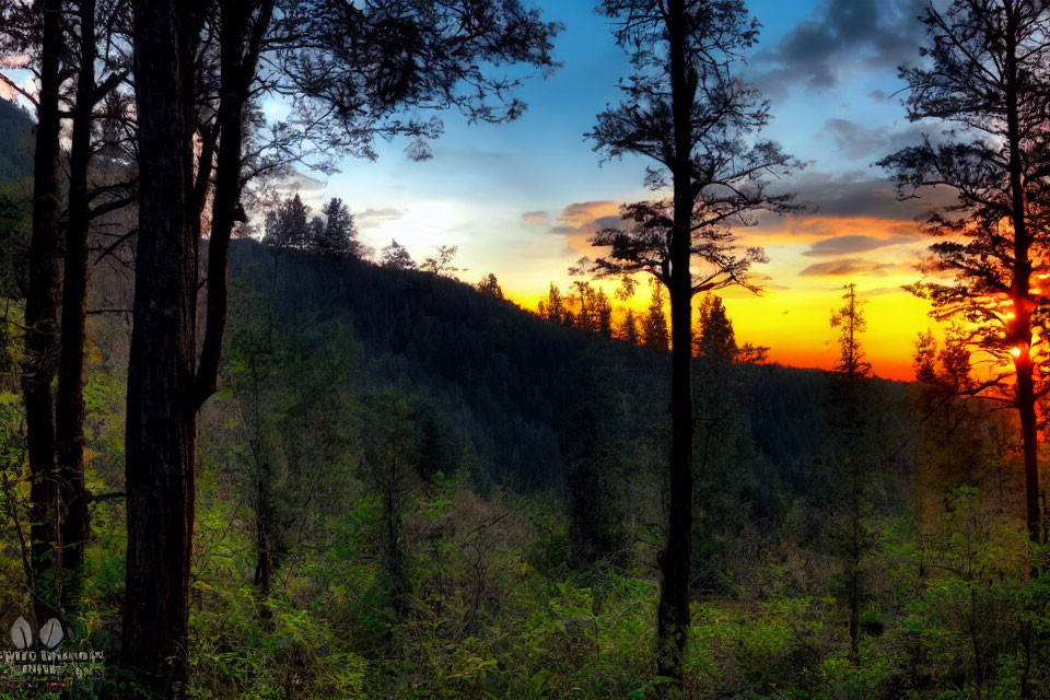Scenic forest sunset with silhouetted trees and orange sky.