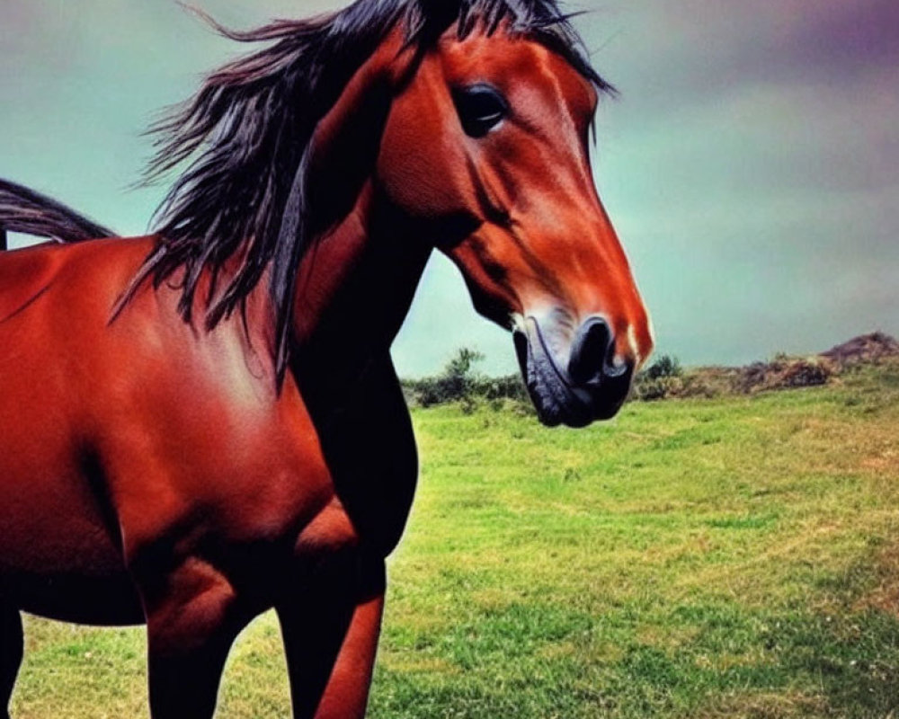 Brown horse with black mane in field under cloudy sky