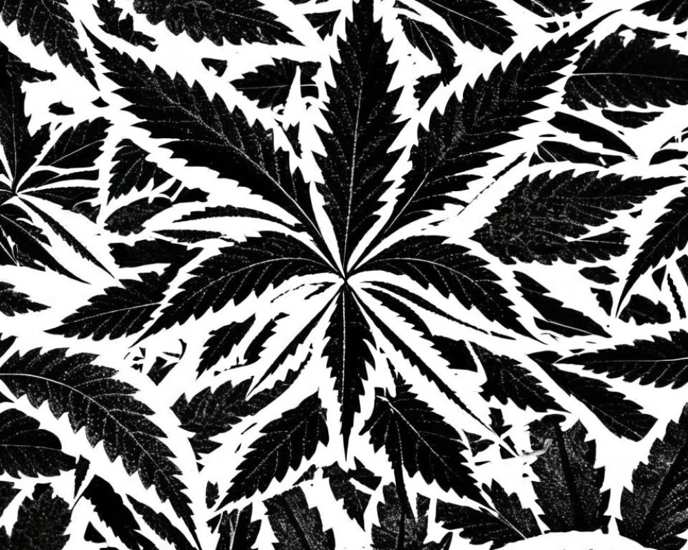 Monochrome Cannabis Leaf Pattern in High Contrast Black and White