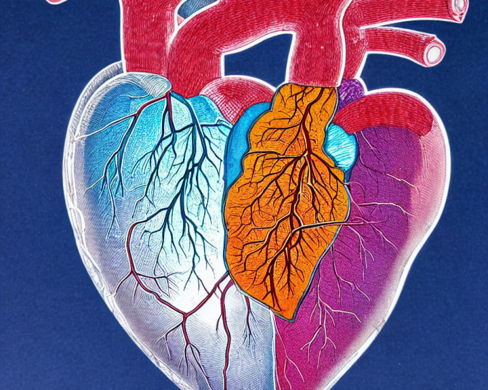 Detailed Human Heart Illustration with Chambers, Arteries, and Veins in Red, Blue,