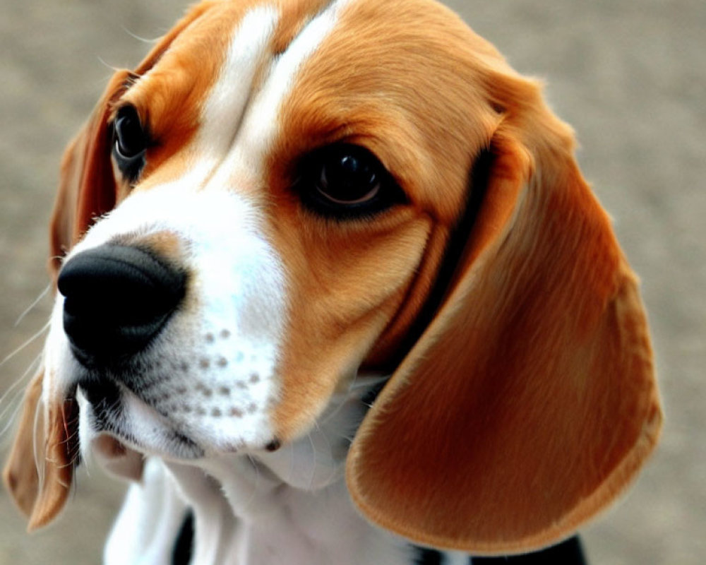 Beagle with Large Brown Eyes and Tricolor Coat