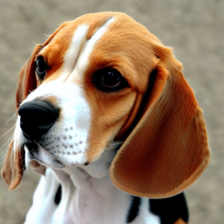 Beagle with Large Brown Eyes and Tricolor Coat