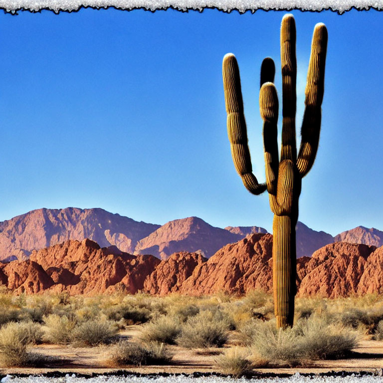 Saguaro cactus in desert landscape with mountains and blue sky