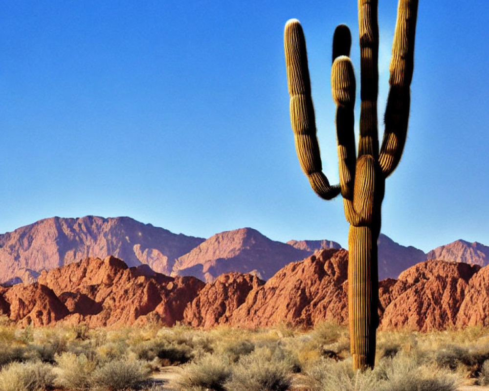 Saguaro cactus in desert landscape with mountains and blue sky