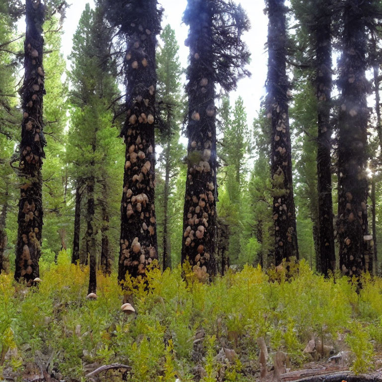 Lush Pine Forest with Dark Trunk Trees & Bright Undergrowth