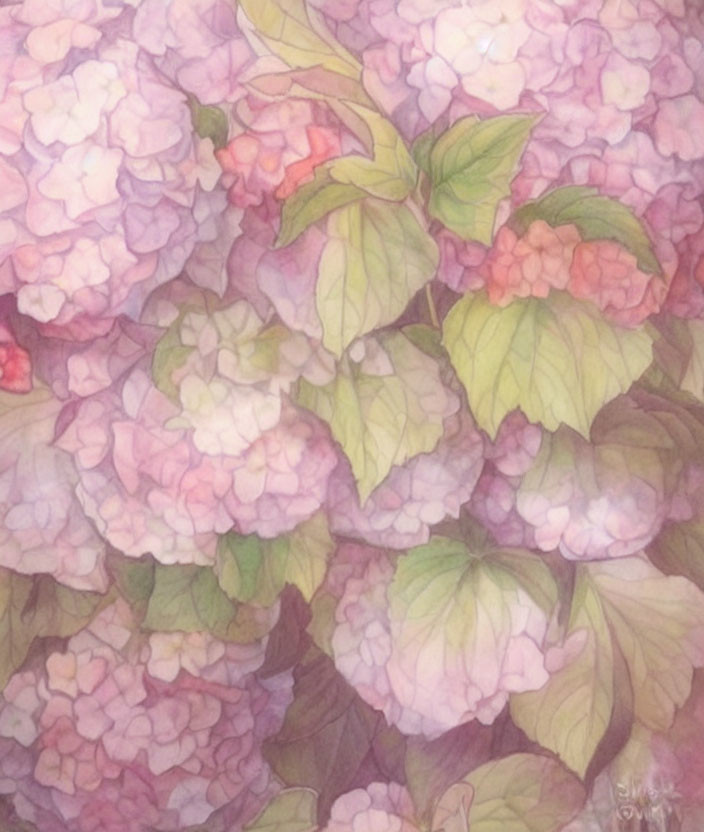 Soft Illustration of Pink and Purple Hydrangea Blossoms with Green Foliage