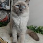 White Cat with Blue Eyes in Misty Forest Setting