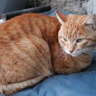 Fluffy Orange Cat with Blue Eyes Scowling on Misty Blue Background