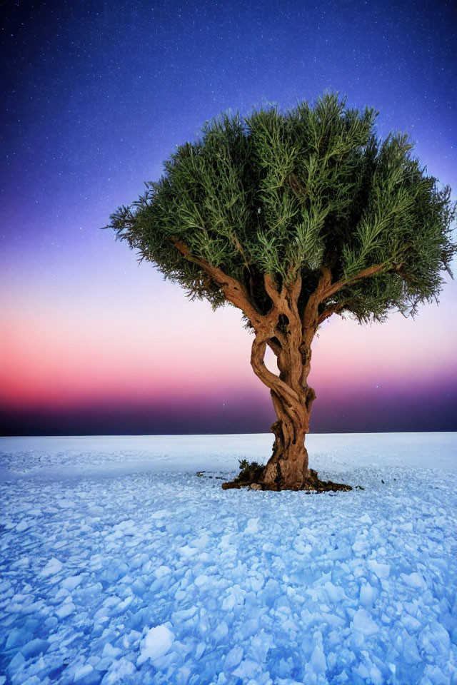 Twisted trunk tree on crystalline ground under twilight sky