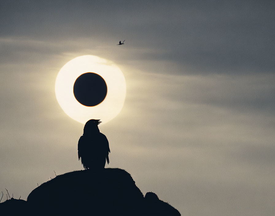 Bird Silhouette on Rock with Sun Halo and Flying Bird in Distance