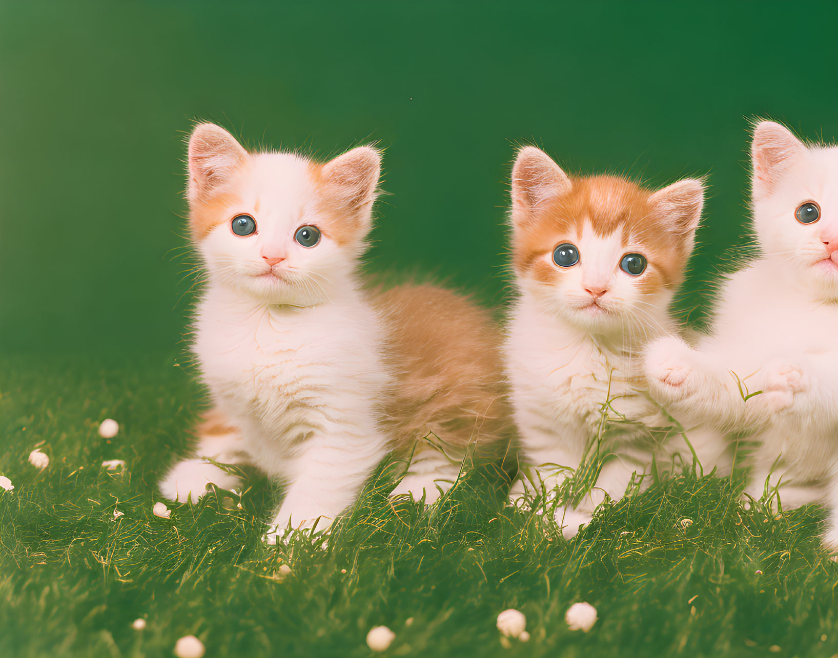 Three White and Orange Kittens on Grass with Dark Green Background