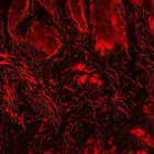 Fiery red abstract background with intricate vein-like patterns.