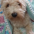 Fluffy white dog in shaggy coat under multicolored knitted blanket