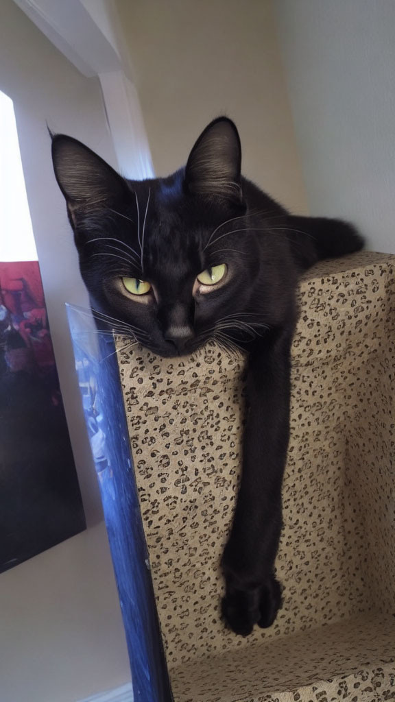 Black cat with green eyes on leopard-print perch