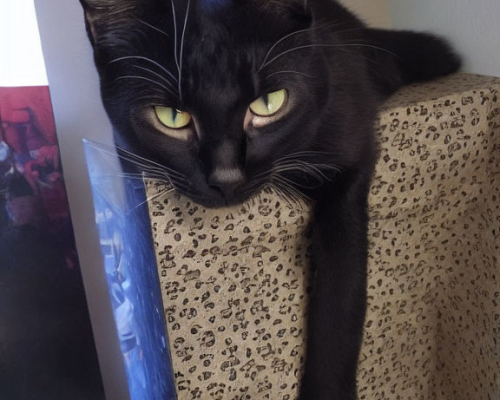 Black cat with green eyes on leopard-print perch