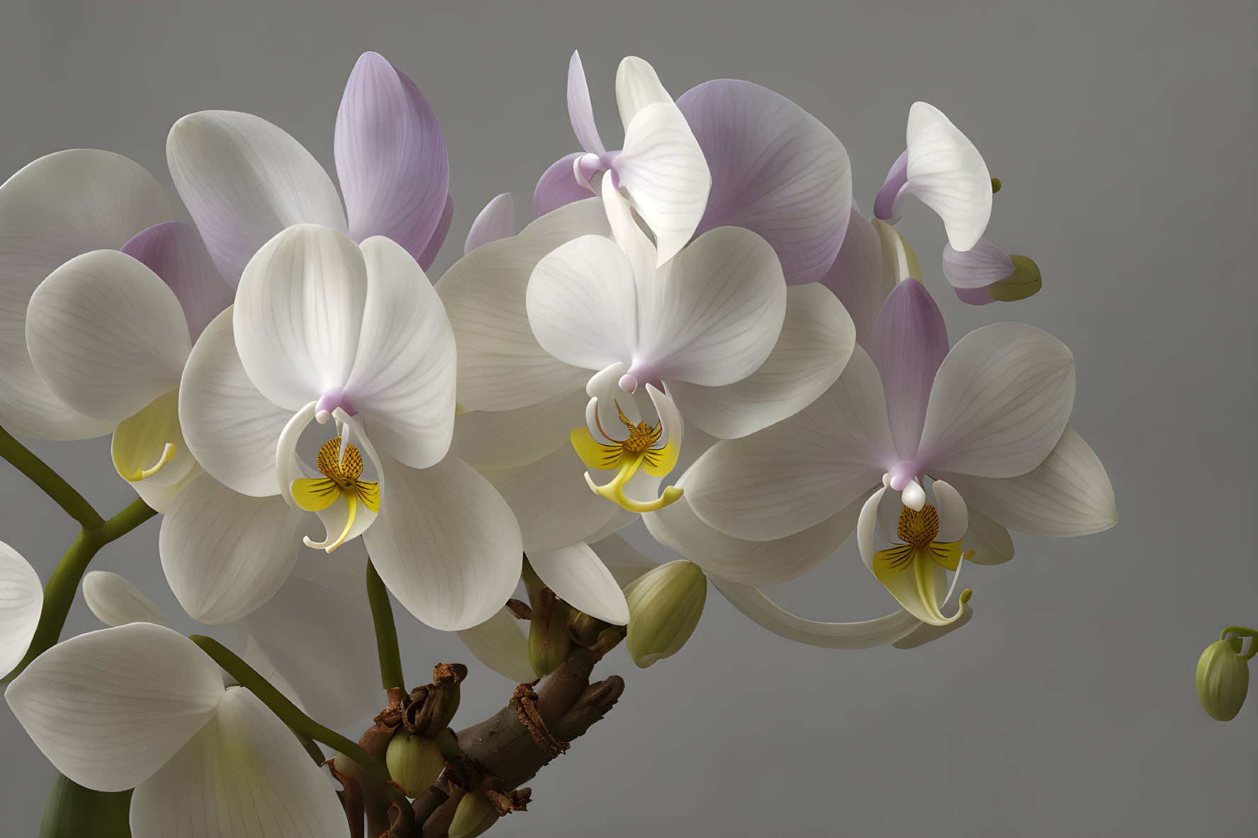 Close-up of vibrant white and pale purple orchids on stem against gray background