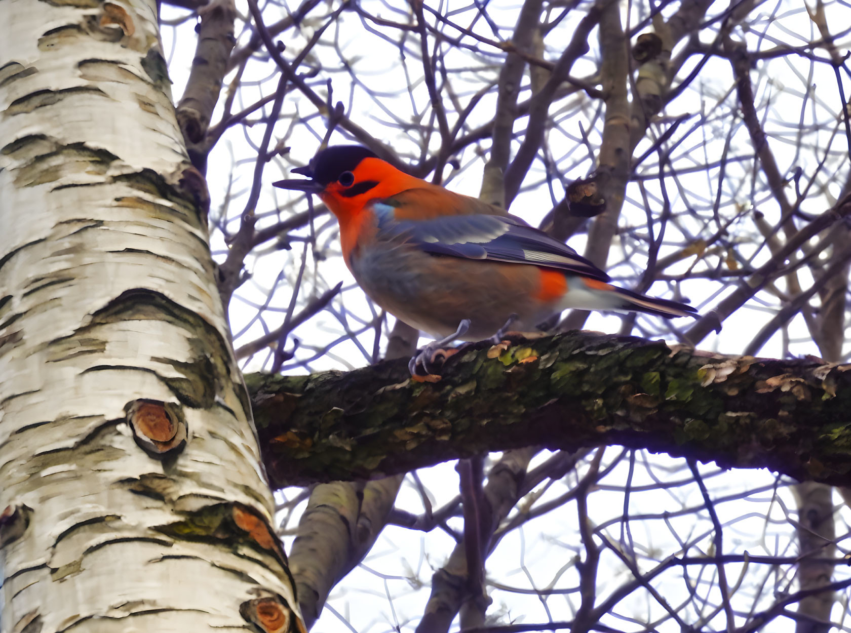 Colorful Eurasian Bullfinch on Birch Tree Branch in Winter Landscape