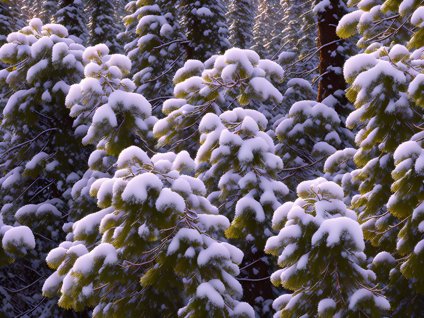 Snow-covered pine trees in sunlight amid shaded forest landscape