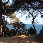 Tranquil Pathway with Lush Trees and Ocean View