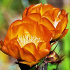 Blooming orange cactus flowers with white stamens on green backdrop