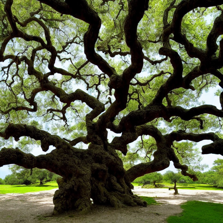 Majestic ancient oak tree with thick gnarled trunk