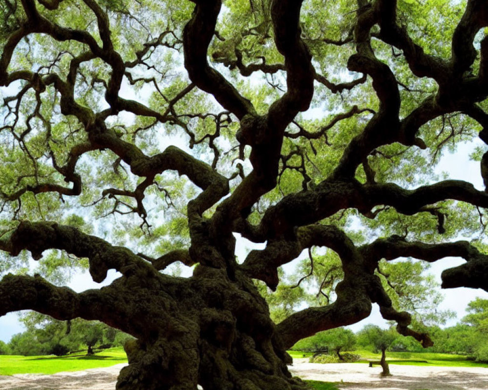 Majestic ancient oak tree with thick gnarled trunk