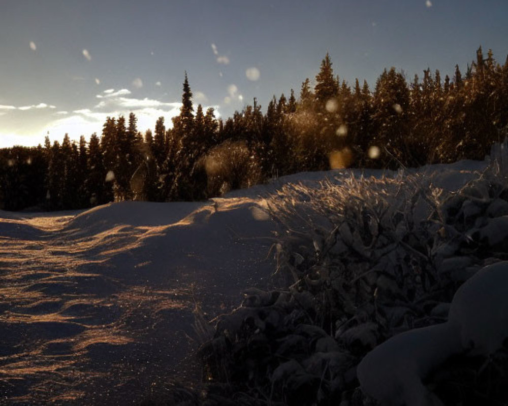 Winter sunset over snow-covered landscape with glowing trees and clear blue sky