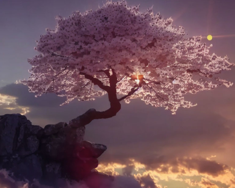 Cherry Blossom Tree in Full Bloom on Cliff at Sunset