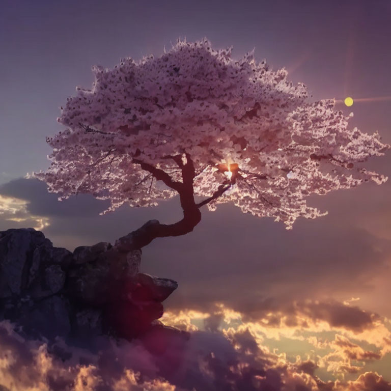 Cherry Blossom Tree in Full Bloom on Cliff at Sunset