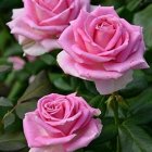 Three pink-edged white roses with green leaves and buds on blurred background