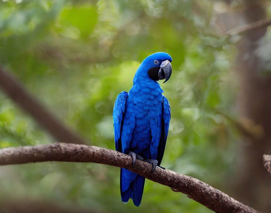 Vivid Blue Hyacinth Macaw on Branch in Lush Greenery