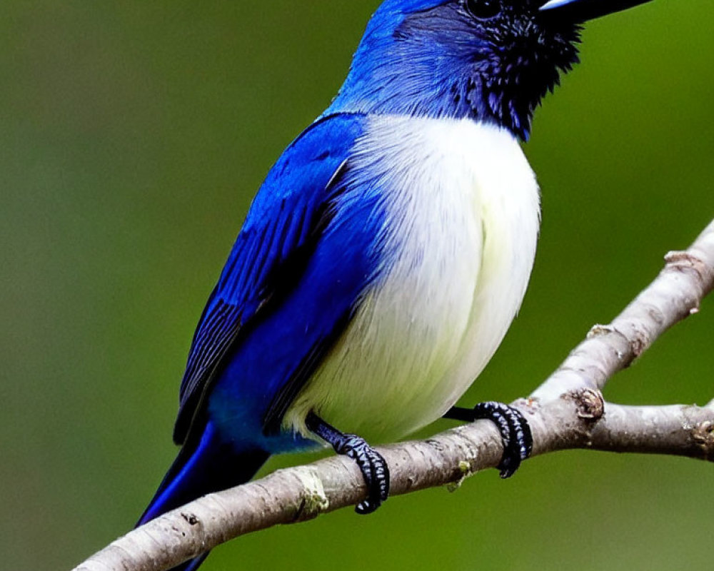 Colorful bird perched on branch against green background