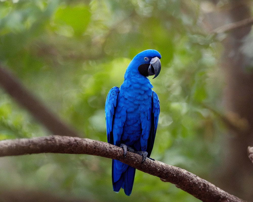 Vivid Blue Hyacinth Macaw on Branch in Lush Greenery