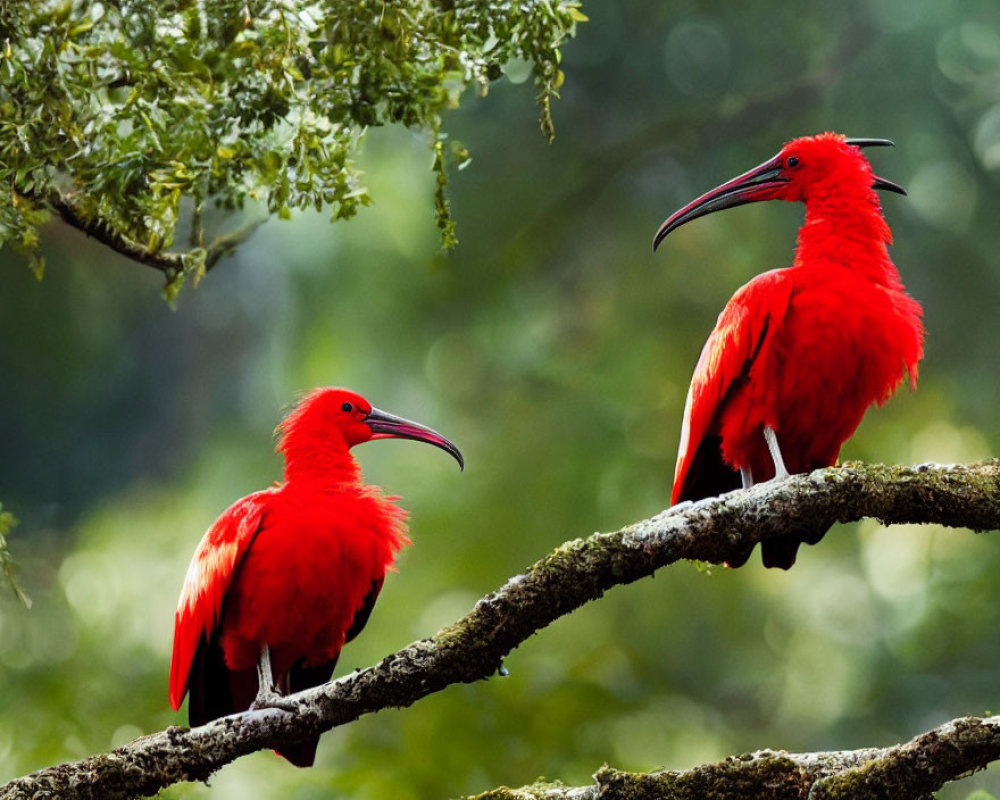 Vibrant red ibises on tree branch with lush green foliage.
