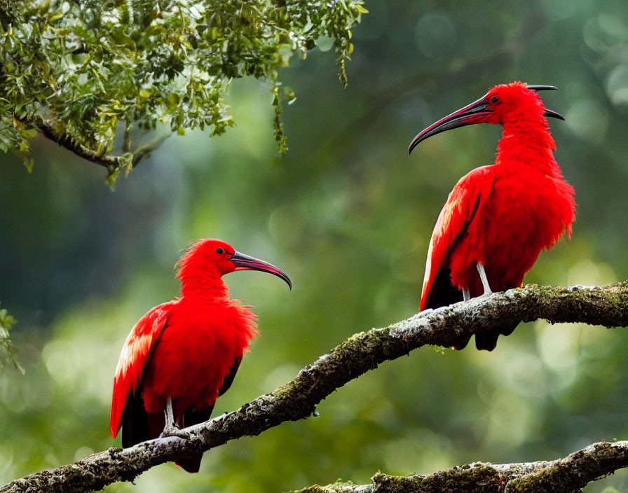 Vibrant red ibises on tree branch with lush green foliage.
