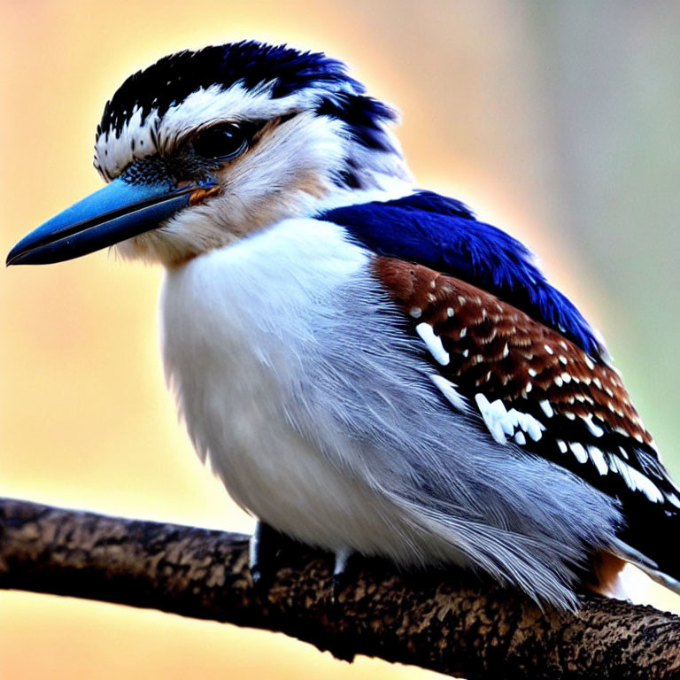 Colorful Kingfisher Bird with Blue and White Plumage Perched on Branch