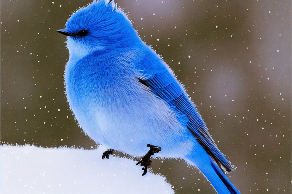 Blue bird on snowy branch with falling snowflakes