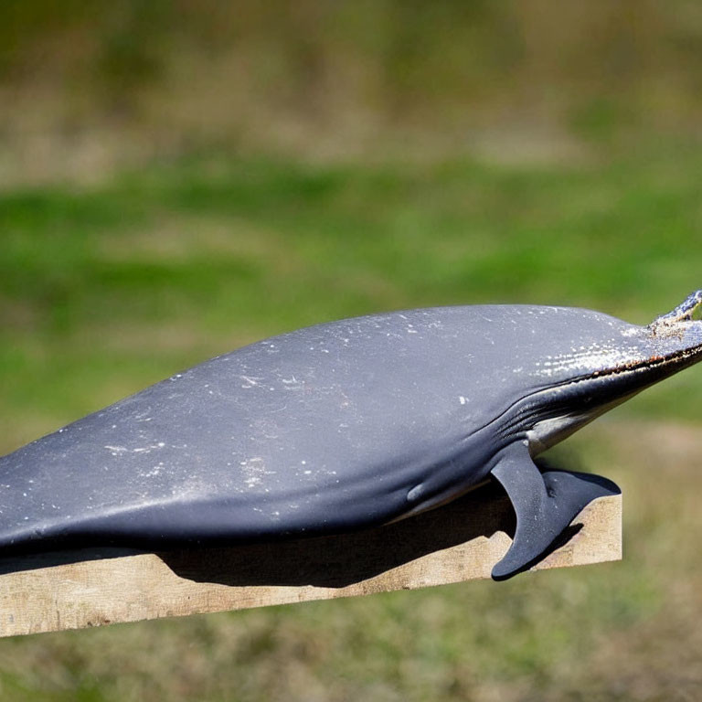 Whale model on wooden plank with green background