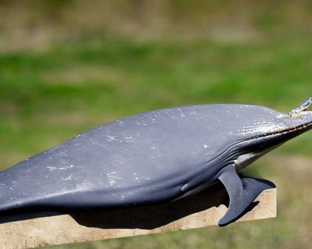 Whale model on wooden plank with green background