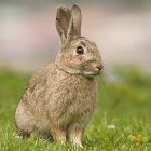 Whimsical rabbit illustration in lush forest setting