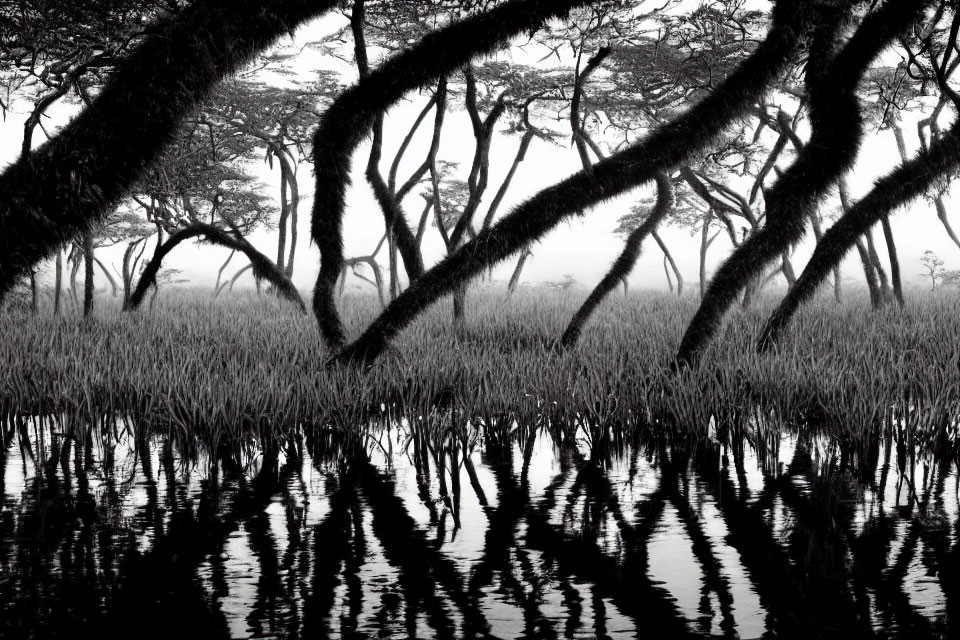 Serene monochrome forest scene with crooked tree trunks and reflective water.