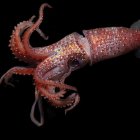 Vibrant squid with glittering skin on dark background