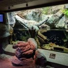 Pink-jacketed person views underwater diorama with whale model in dimly-lit room