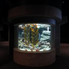 Colorful Fish and Aquatic Plants in Large Vertical Fish Tank