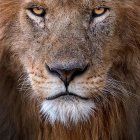 Close-Up Image: Lion with Blue Eyes and Fiery Mane