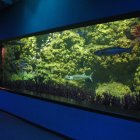 Panoramic backlit display of lush forest scene with crowd below