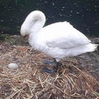 White Swan with Golden Egg Among Petals and Coins in Serene Setting