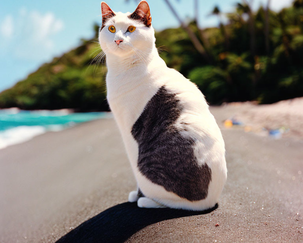 White Cat with Grey Patches and Yellow Eyes on Sandy Beach