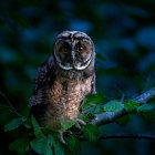 Digital painting of owl with orange eyes on branch in dark green foliage